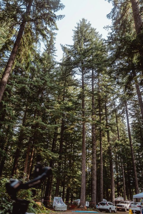 Tall evergreen trees surrounding the festival grounds